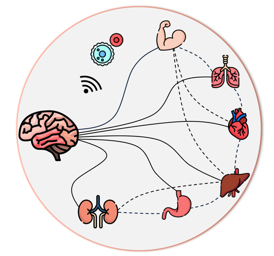 Brain-body dynamics
